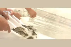 国内首次放流人工繁殖国家一级重点保护野生动物黄唇鱼图片