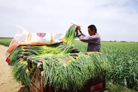 蒜薹丰收价格高  帮扶对象勤劳致富信心强图片