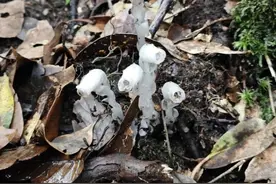 广西一地发现奇幻小说中的“幽灵之花”，这里也是一个“世外桃源”……图片