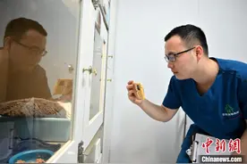 广西“90后”宠物护士：细致守护不会说话的“病患”图片