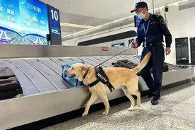 守卫国门的“拉菲”退役，武汉海关首次公开征集“领养人”图片