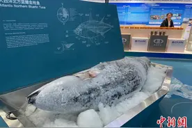 327公斤的蓝鳍金枪鱼等一批高端水产品在深圳渔博会落槌成交图片