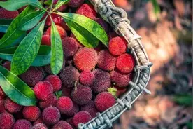 广州从化良口：以“梅”会宾客，同走共富共美路图片