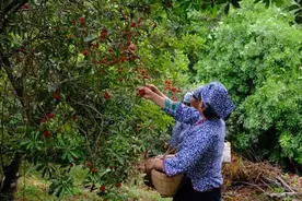 杨梅熟了，快来从化良口享受“梅”好时光图片