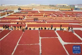 跨越三千公里“支农” 打通增收“最后一公里”——郑商所红枣期货助力边疆枣农增收观察图片