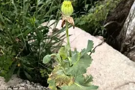 “有毒呀”，5岁小女孩玩耍中多看了一眼，登上热搜！图片