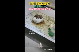 主人戳了一下芦丁鸡，没想到…… 网友：解压到当前文件夹图片