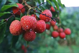 “荔枝季”来袭，今年的第一口鲜荔枝“炫”哪种？图片