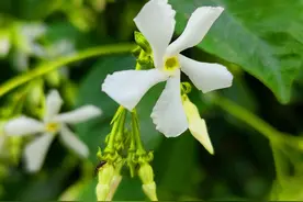 “转动”的风车茉莉花，开出了洁白的花朵图片