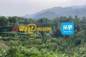 巾帼奋进看三秦｜80后女青年立志成“新茶人” 三代人的“茶叶梦”在她手中实现图片