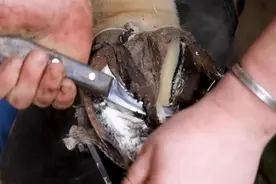 撸猫、看修马蹄，“情绪释放后还是会焦虑”图片