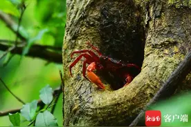 煮熟的螃蟹会上树？溪蟹：我只是颜色不一样的烟火图片