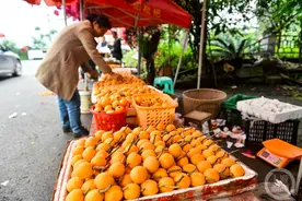 枇杷金黄满枝头 采摘尝鲜正当时图片