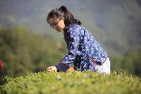 返乡创业女大学生和她的“茶姑娘服务队”图片