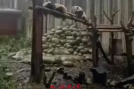 排排坐吃笋笋、复制粘贴款躲雨……来看大熊猫妈妈带娃名场面！图片