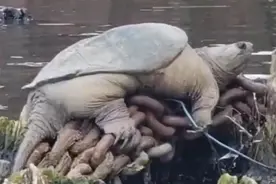 果然视频|美国芝加哥河惊现巨型乌龟图片