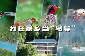 走进明溪丨我在家乡当“鸟导”图片