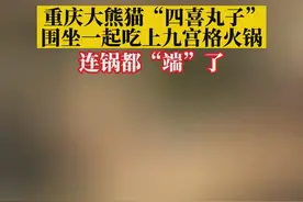 四只大熊猫围坐吃“九宫格火锅” 网友：太羡慕了图片
