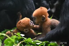 广州两只黑叶猴宝宝正式与游客见面图片
