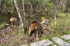 妙趣横生！与“国宝”金丝猴来场近距离接触图片