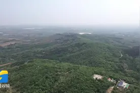 山东莱西：万亩槐花满山香 游客赏花尝蜜忙图片