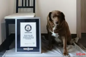 “世界最长寿的狗”已31岁！主人透露长寿秘诀：生活安静，吃人类的食物图片