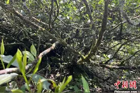 闽北发现300年树龄古茶树图片