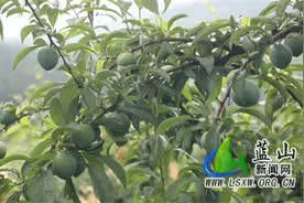 蓝山县土市镇三广村：奈李“初长成” 果农套袋忙图片