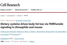 《细胞研究》：半胱氨酸，隐藏的减脂大师！中国科学家发现，半胱氨酸可以促进能量消耗，抑制食物摄入，并揭示其中机制图片