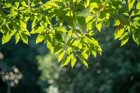 春夏之交湿热重，煲碗清热祛湿汤图片