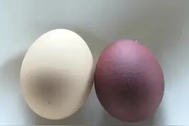 稀奇！母鸡生下紫红色鸡蛋如同染色图片