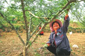 芮城县风陵渡镇：花椒为媒，助乡村振兴图片