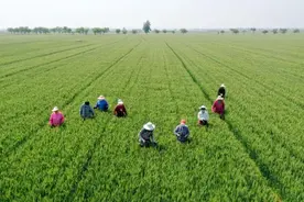石家庄栾城：早夏小麦去杂忙图片