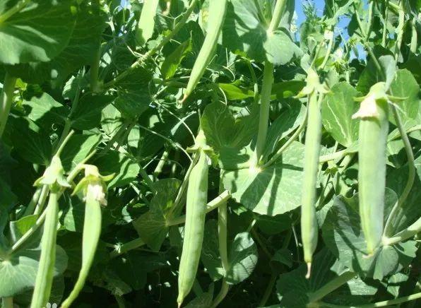 豌豆怎么煮水煮豌豆的做法（豌豆最佳食用季节今天你吃小寒了吗）