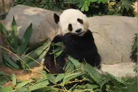 养一只大熊猫，要花多少钱？图片