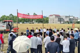 “做给农民看，教会农民干”，光山县组织观摩油菜机械化收割图片