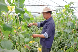 温岭箬横：满园丝瓜香飘逸，瓜农增收有新路图片