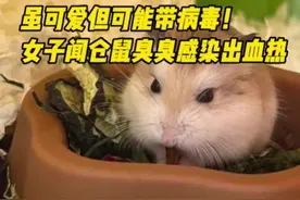 宠物鼠虽可爱但可能带病毒！  女子接触仓鼠感染出血热图片