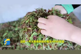 一天采集鲜芽400斤，枣庄峄城石榴茶“飘香”图片