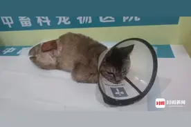 封面深镜 | “鱼皮小猫” 活下来了！对话为救猫移植鱼皮反遭网暴当事人图片