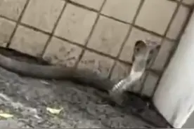 小心！广西一高校食堂附近出现眼镜蛇图片