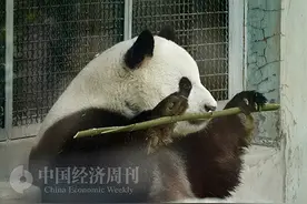 顶流熊猫图片