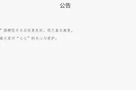 上海野生动物园：大熊猫七七肠梗阻手术后恢复良好，已基本康复图片