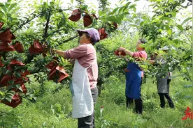 道县：奈李“初长成”果农套袋忙图片