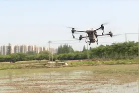 无人机“上岗”！机械化施肥提高效率图片