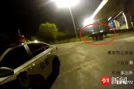 牛妈妈带着4牛犊深夜逛马路，民警帮它们寻主人图片