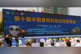 快来看看这两头“最美荣昌猪”！被评为“猪大王”和“猪皇后”图片