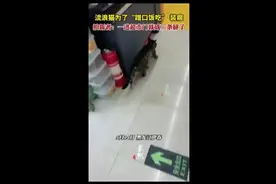 流浪猫为了“蹭口饭吃”装瘸，拍摄者：一进超市门就成三条腿了图片