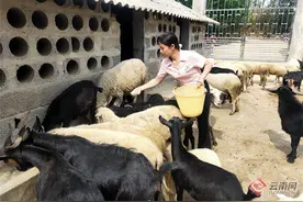 云南临沧：云县90后姑娘的返乡创业之路图片