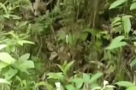 前方萌物来袭！第一视角带你偶遇野生大熊猫图片